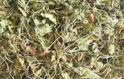 Indian Pennywort