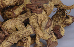 Salacia Root