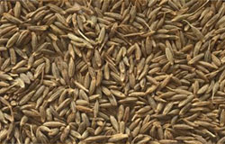 Cumin Seed