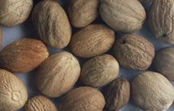 Nutmeg