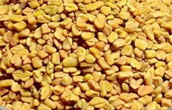 Fenugreek Seed