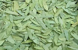 Senna-leaves