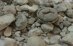 Bamboo Camphor